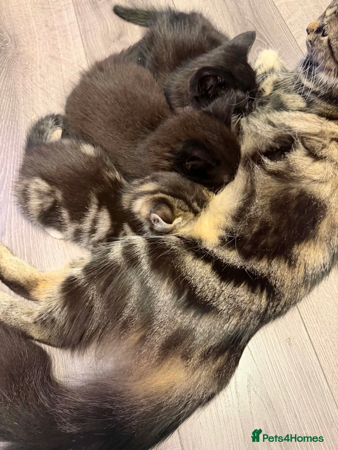 Mixed Breed cats for sale: Beautiful kittens  in Leeds - Advert 2