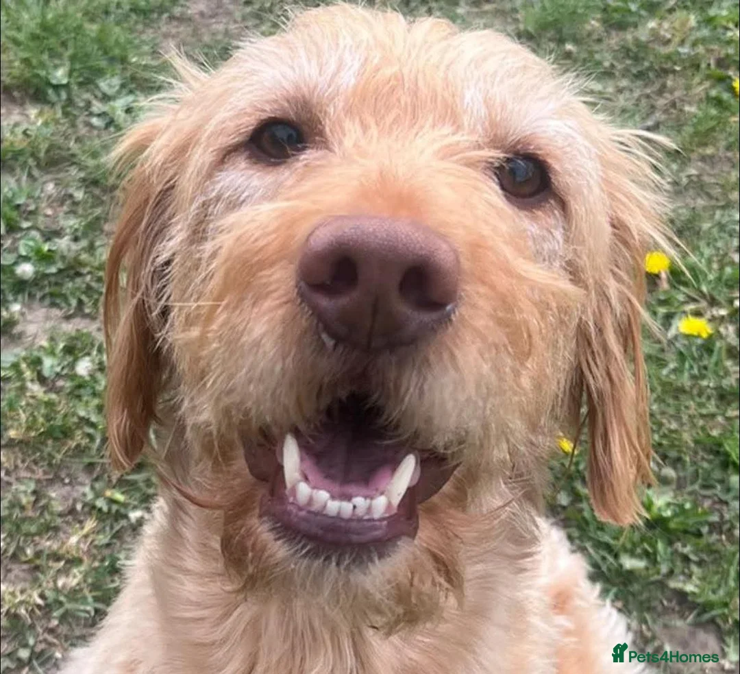 Labradoodle dogs for sale: Henley  - Advert 1