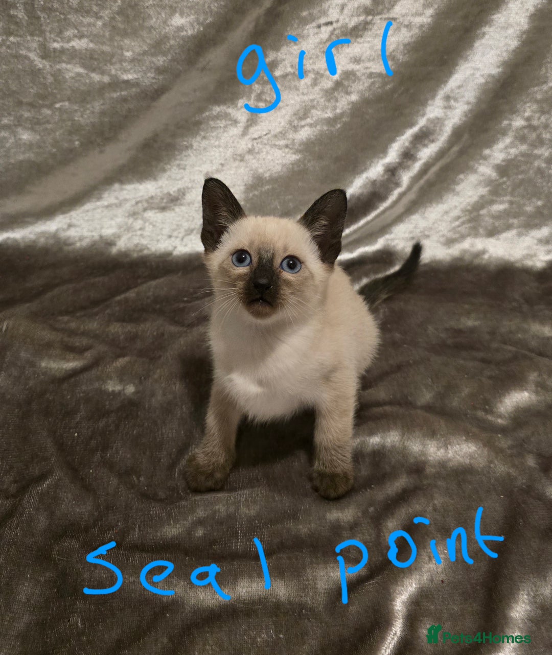 Siamese cats for sale: TRADITIONAL SIAMESE KITTENS  - Advert 7