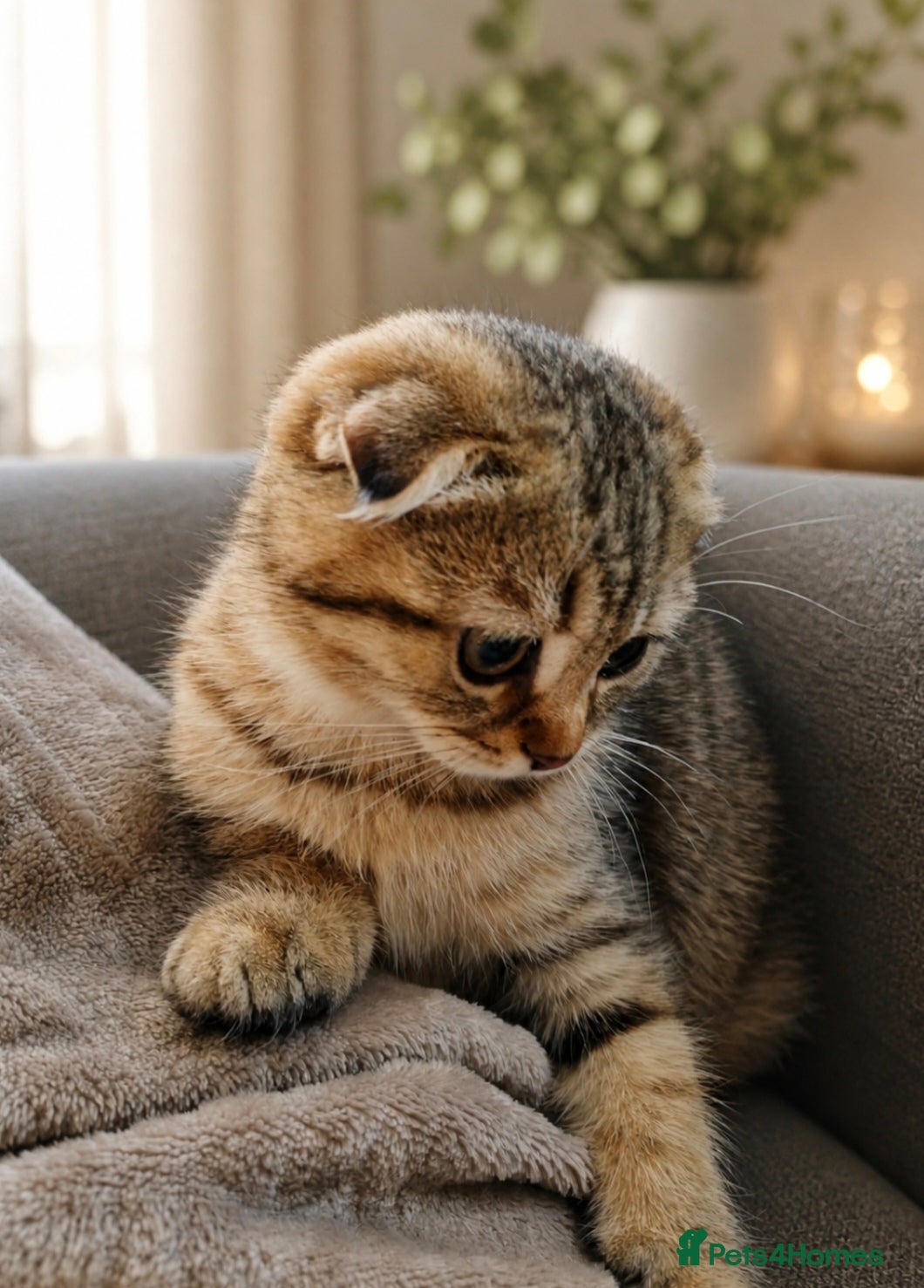 Mixed Breed cats British Shorthair x Scottish Fold Kittens  - Advert 1