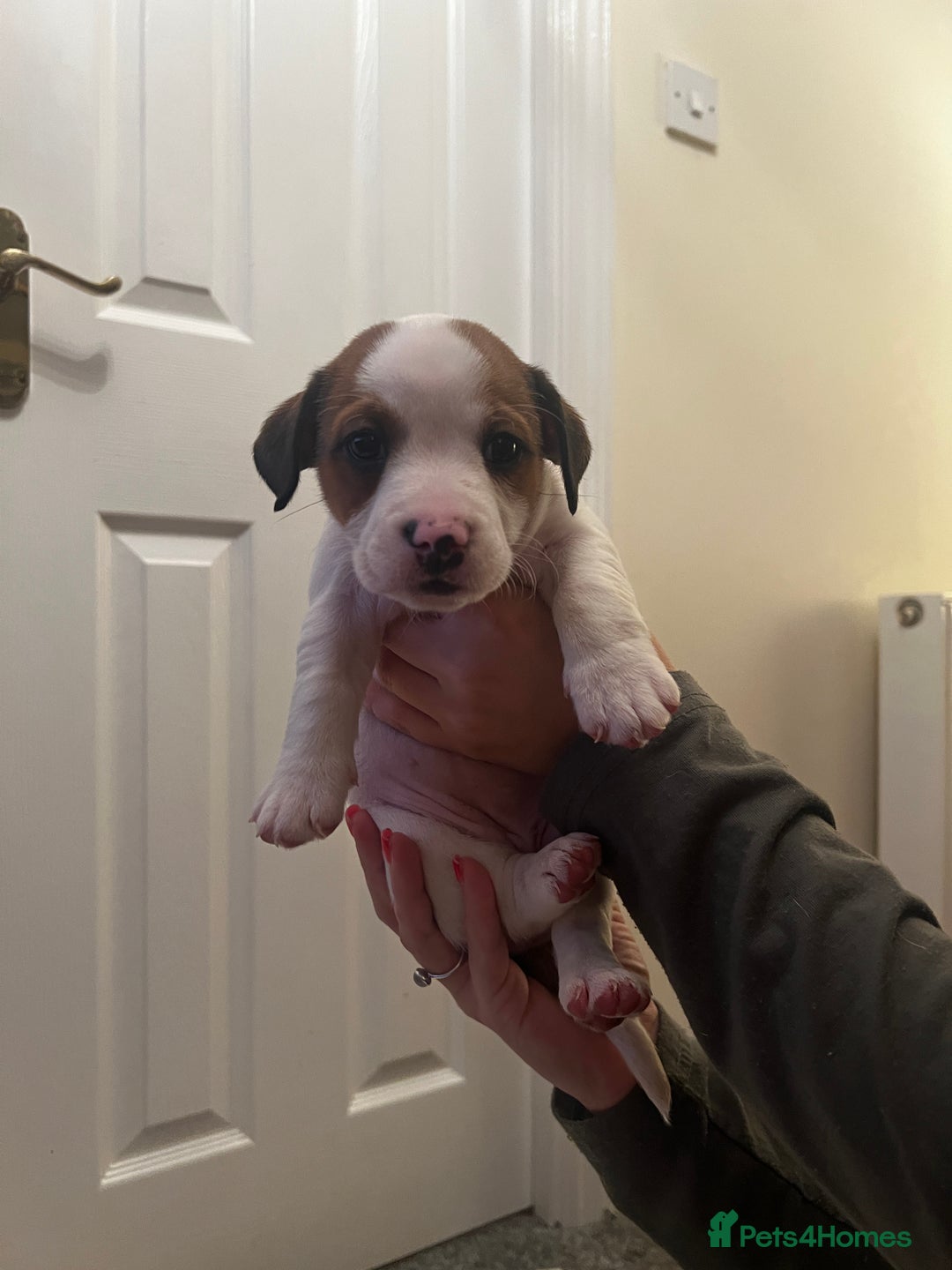 Mixed Breed dogs for sale:  Last 2 girls READY NOW! Rare English Bulldach - Advert 29