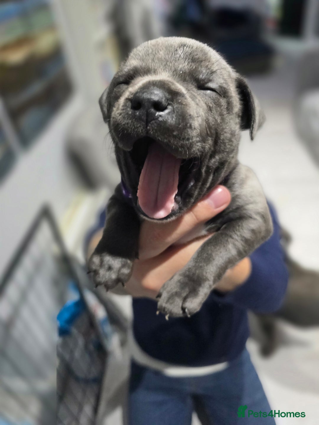 Staffordshire Bull Terrier dogs for sale: Beautiful Staffordshire Bull Terrier Puppies - Advert 17