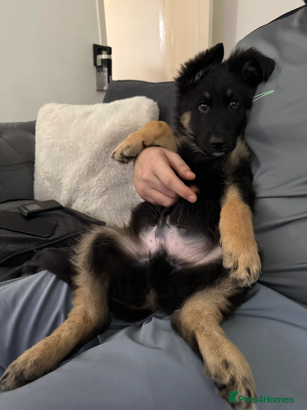German Shepherd dogs for sale: 12 week old puppy  - Advert 1