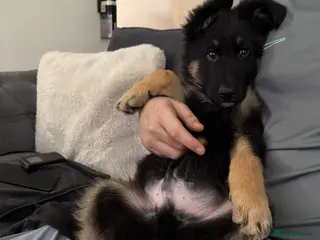 German Shepherd dogs 12 week old puppy - Advert 1
