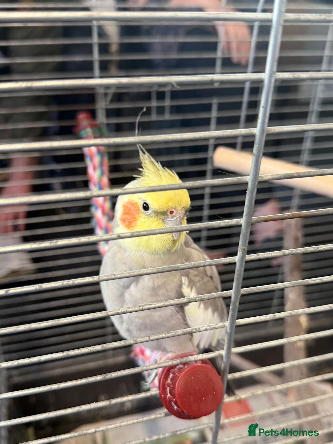 Cockatiels birds for sale: Bird lovely and can negotiate price need gone asap - Advert 6