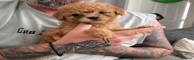 Mixed Breed 3