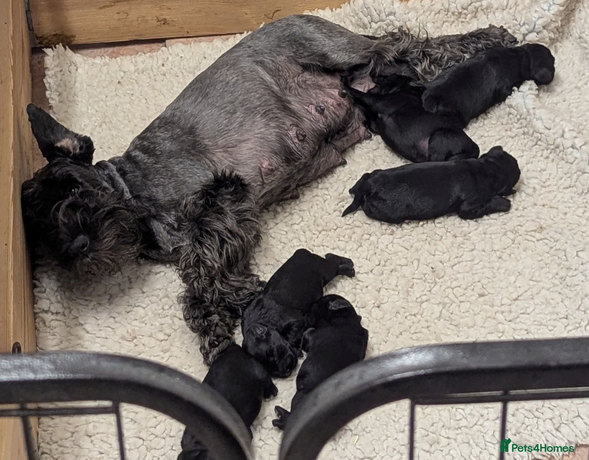 Miniature Schnauzer dogs KC reg'd,Health Tested Miniature Pups 5* Breeder - Advert 2