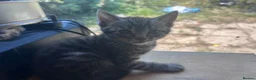 Mixed Breed cats for sale: 4 beautiful bengal cross kittens for sale  in Mablethorpe - Advert 3