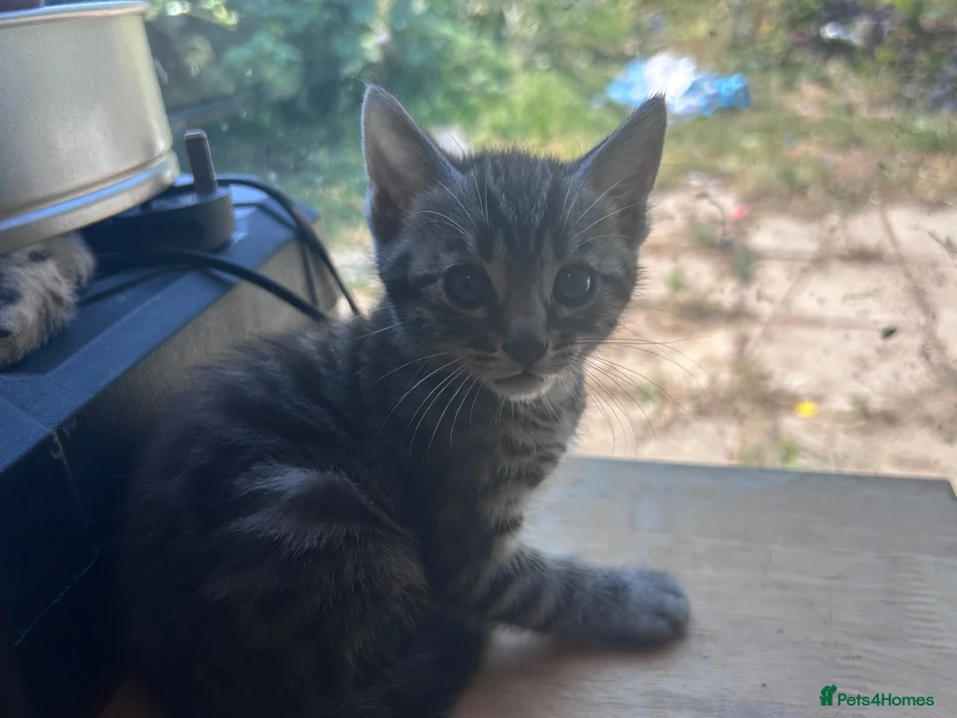 Mixed Breed cats for sale: 4 beautiful bengal cross kittens for sale  in Mablethorpe - Advert 3