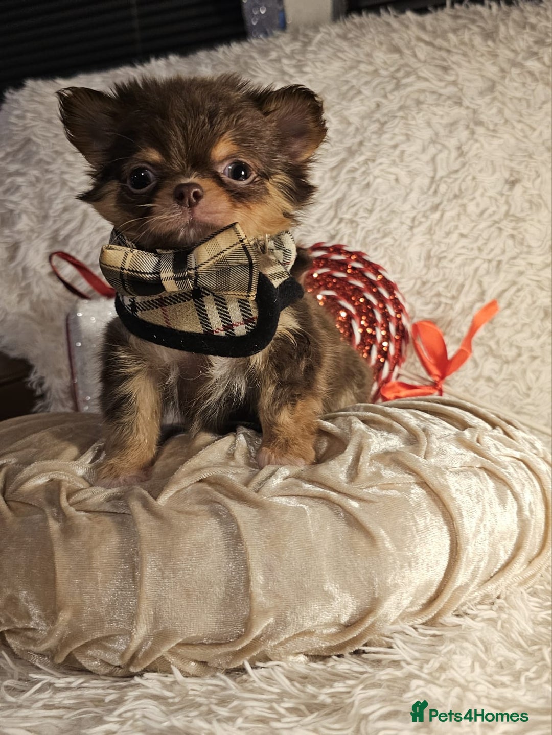 Chihuahua dogs for sale: Xx gorgeous chocolate longcoat chihuahua puppy Xx - Advert 14