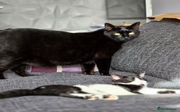 Mixed Breed cats for sale: Female kitten 🐈 - Image 11