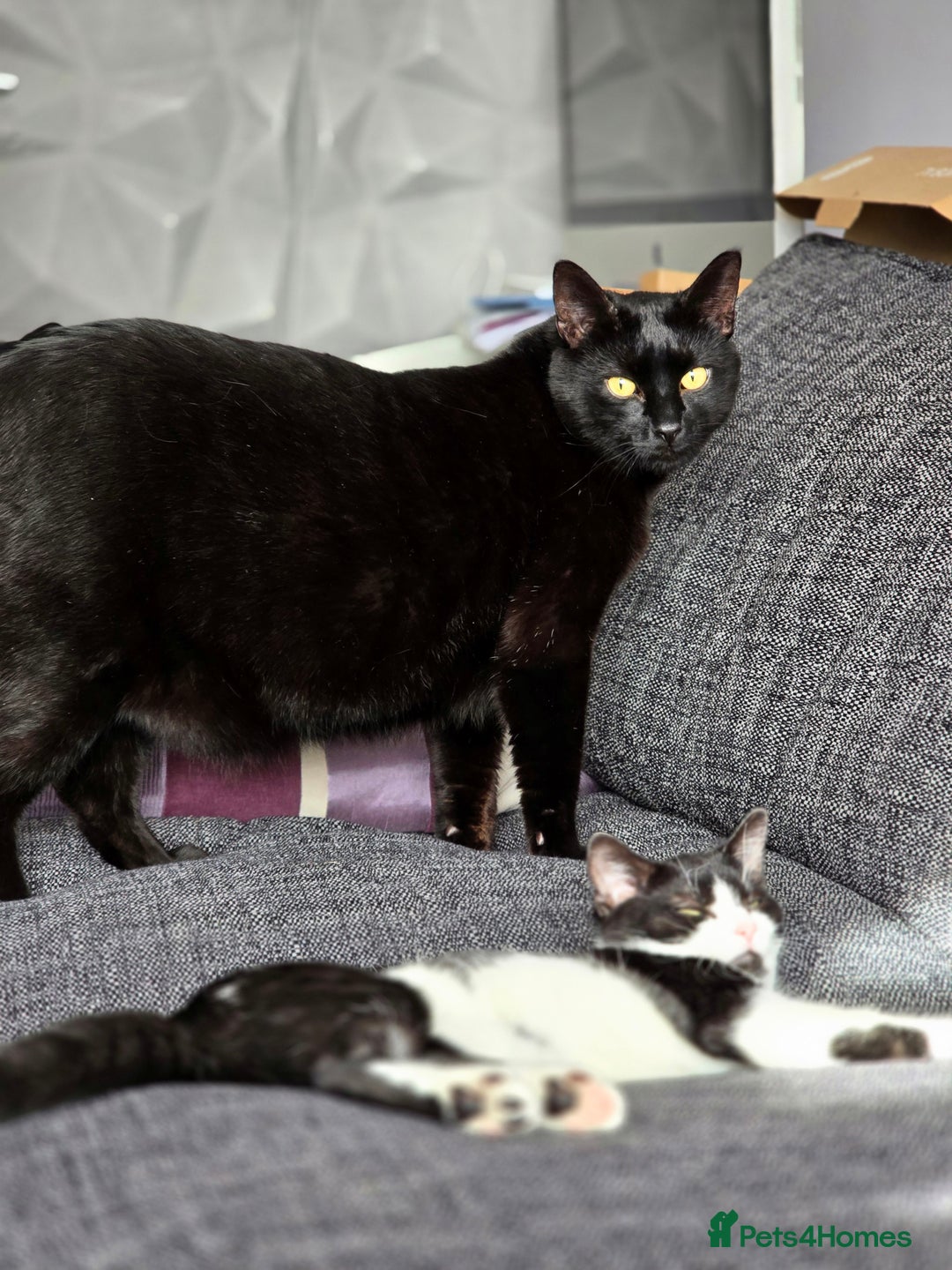 Mixed Breed cats for sale: Female kitten 🐈 - Image 11