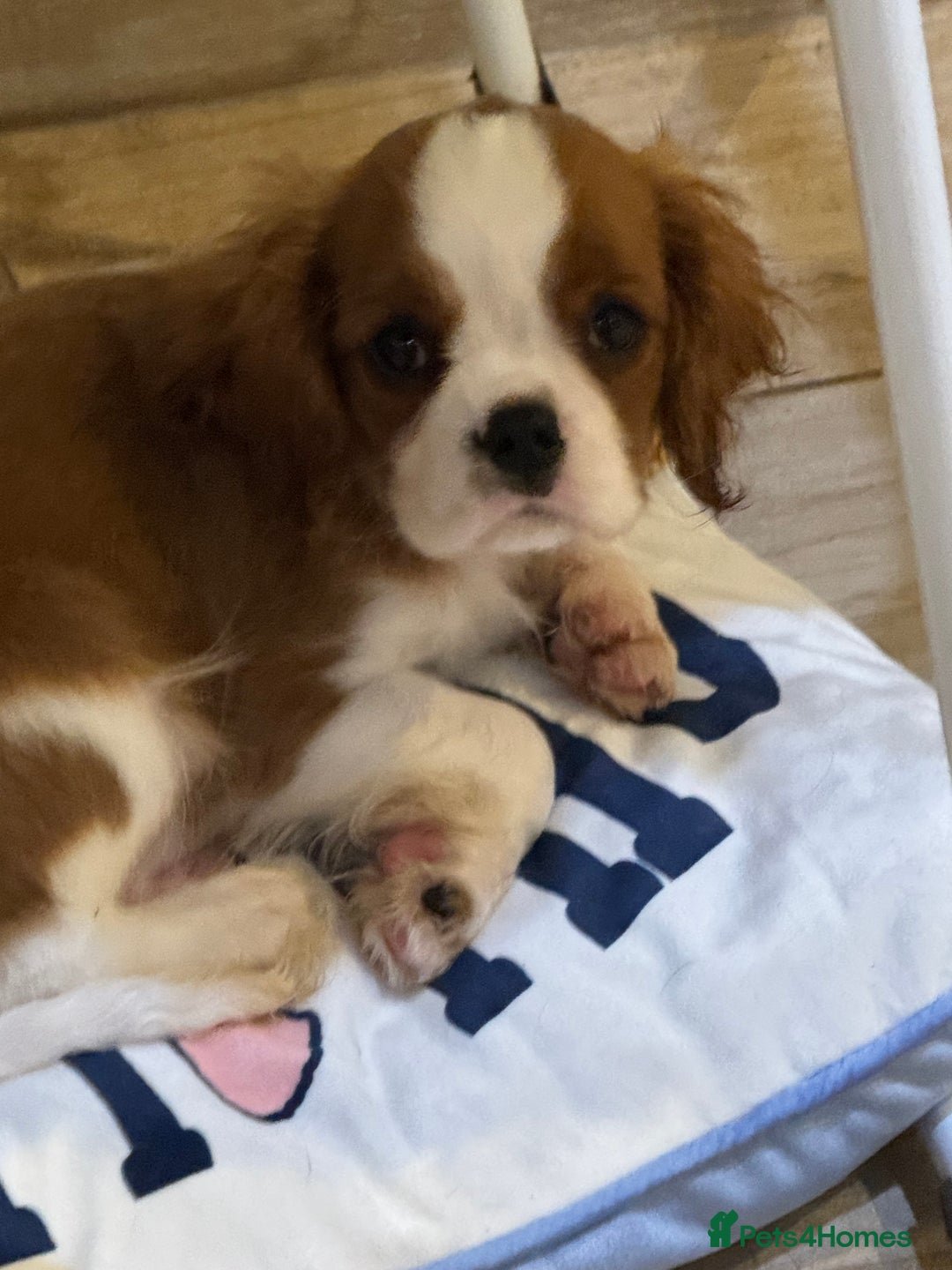 Cavalier King Charles Spaniel dogs for sale: KC Reg Health Tested Cavalier puppies  in Airdrie - Image 2