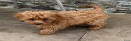 Cavapoo dogs for sale: Two lovely Cavapoo boys - Advert 7