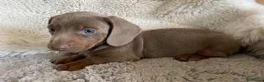 Dachshund 4