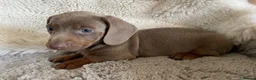 Dachshund dogs for sale: Gorgeous dachshund puppies deposit secure  - Advert 5