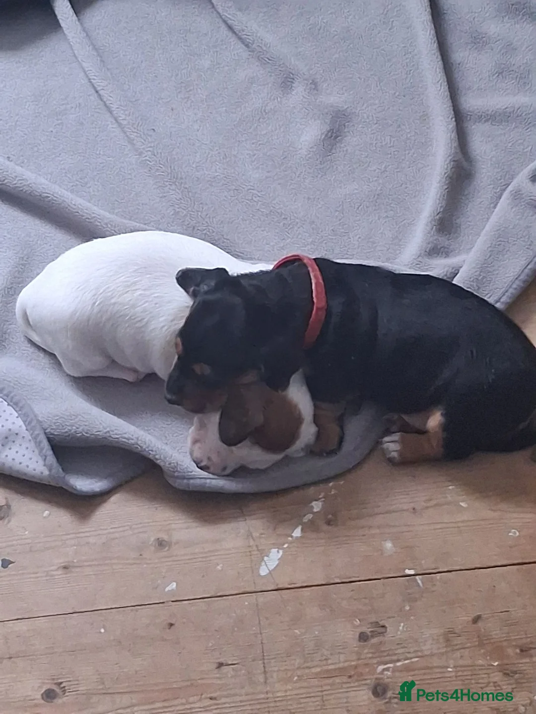 Jackshund dogs for sale: Jackshund  in Girvan - Advert 10