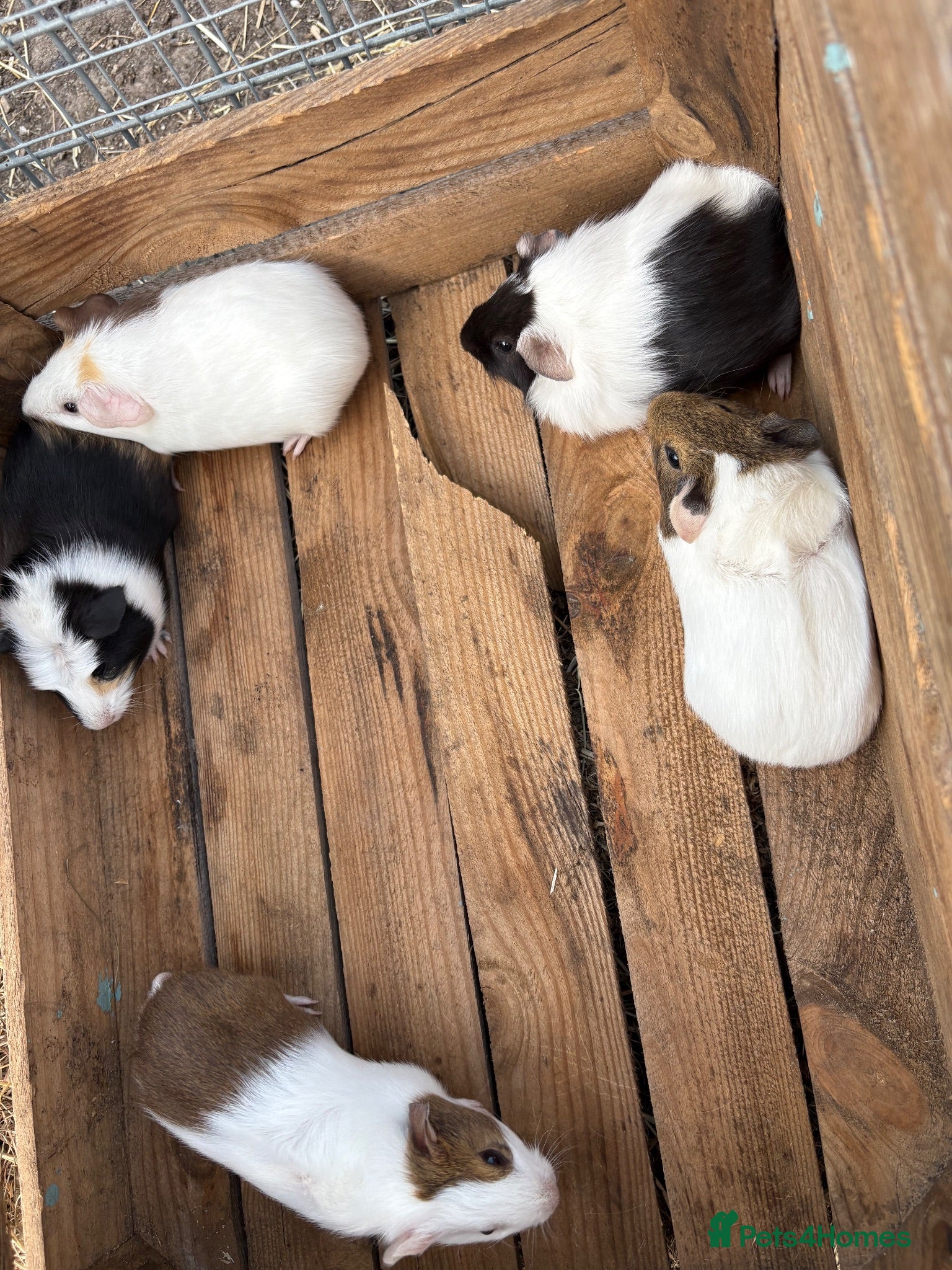 Guinea Pig rodents Female guineas ready for their forever homes  - Advert 1