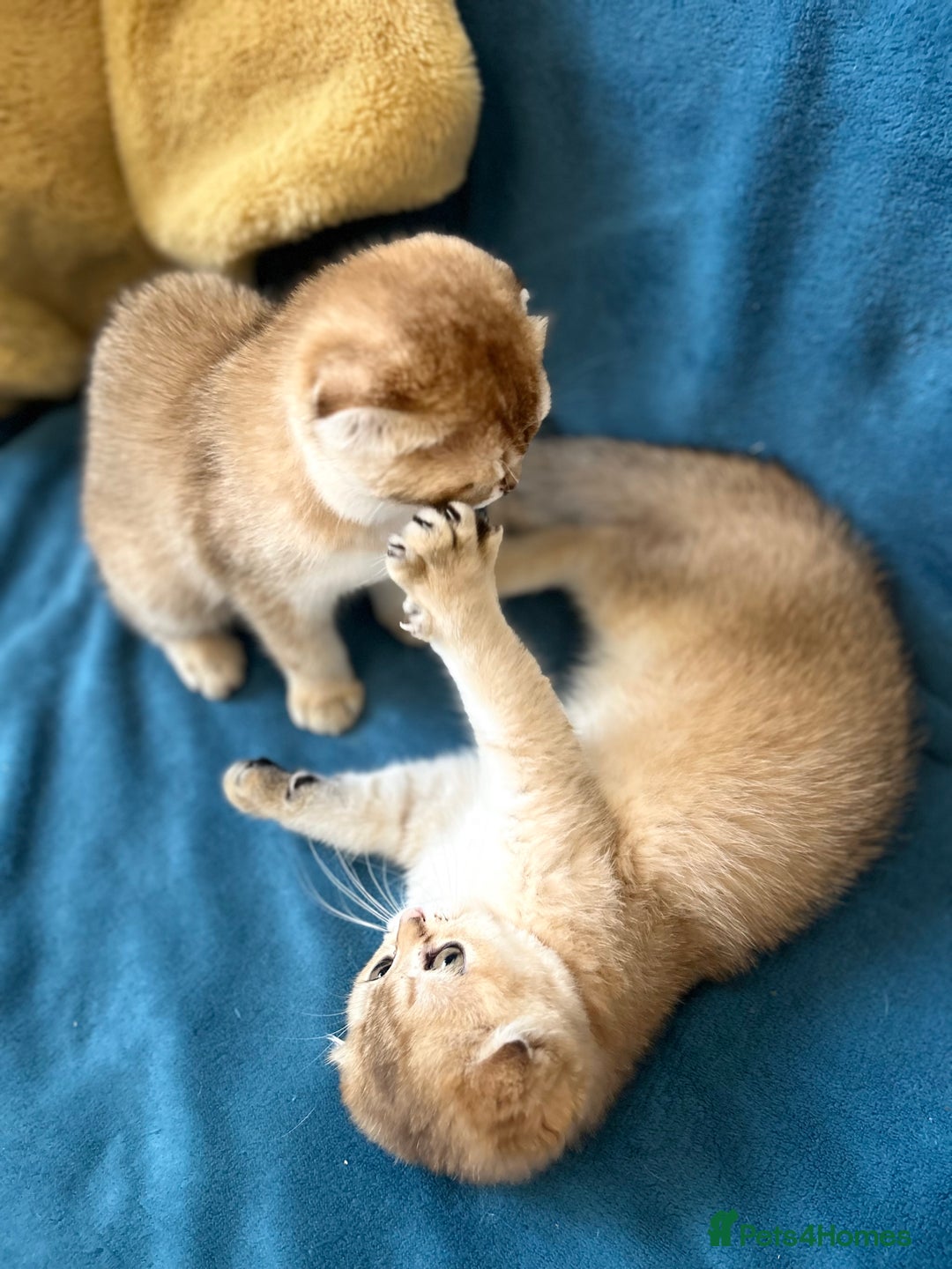 Scottish Fold cats for sale: Gold Chinchilla Scottish fold baby’s  - Image 23