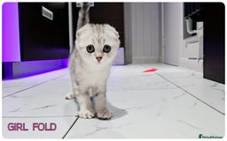 Scottish Fold cats for sale: Scottish Fold Kittens ( Delivery  available) - Image 2