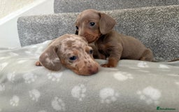 Dachshund dogs for sale: Dachshunds - Image 6