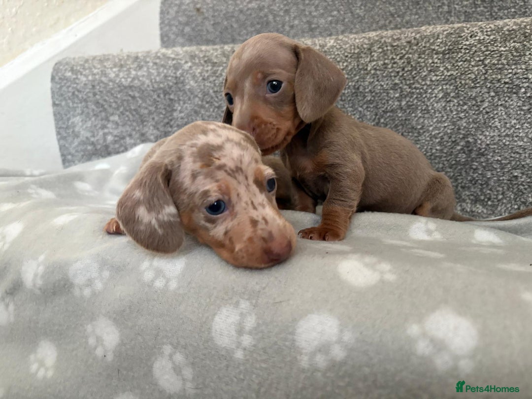 Dachshund dogs for sale: Dachshunds - Image 6