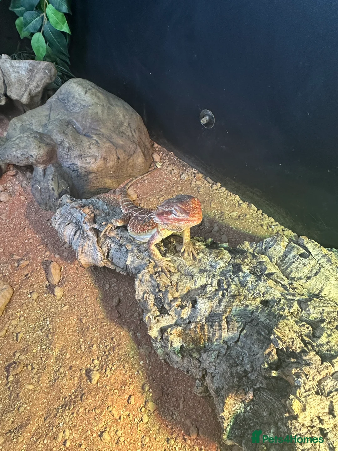 Bearded Dragon reptiles for sale: beautiful breaded dragon with set up  in Tring - Advert 4