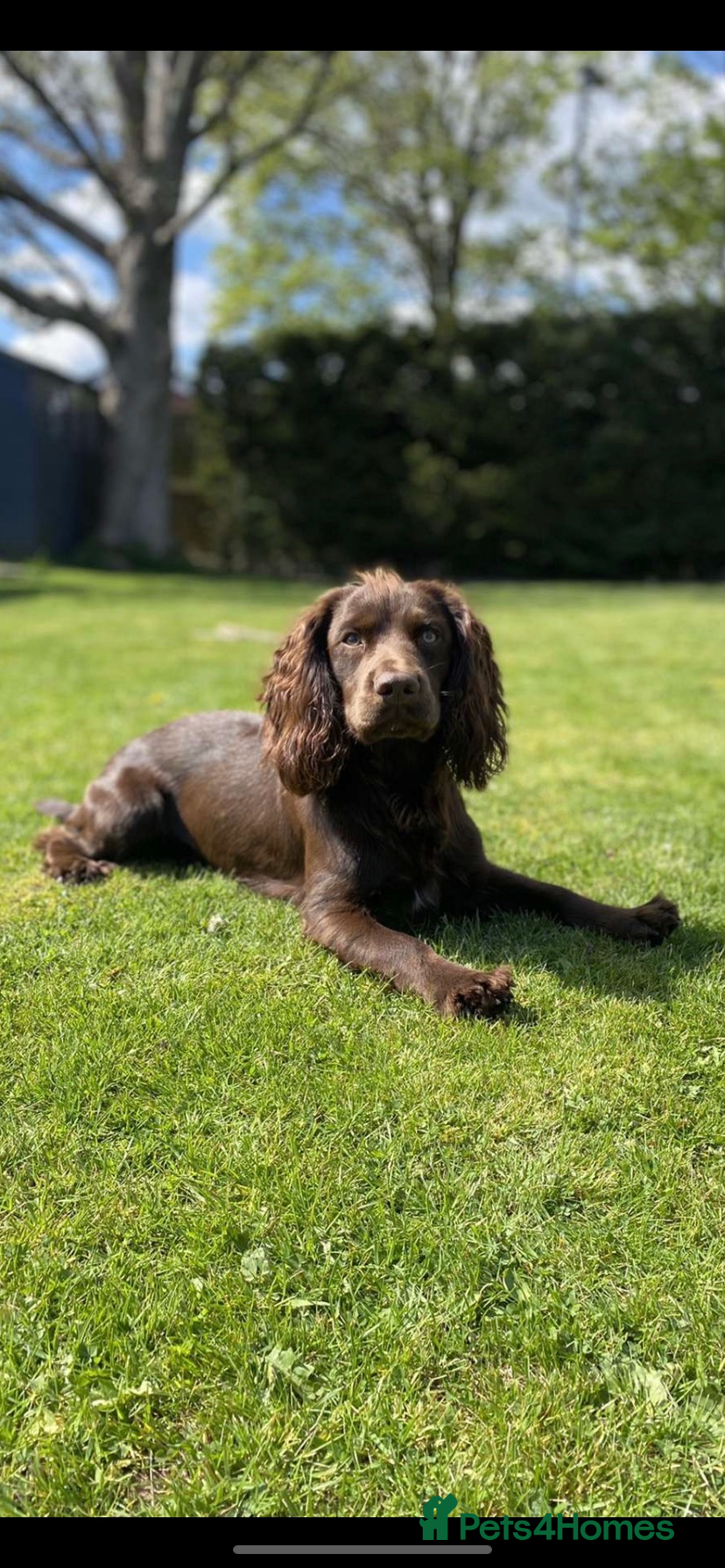 Cocker Spaniel dogs Kc reg 5th gen pedigree working cocker for stud  in Carlisle - Advert 5