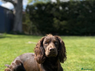 Cocker Spaniel dogs Kc reg 5th gen pedigree working cocker for stud in Carlisle - Advert 11