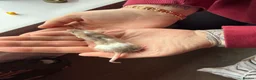 Mouse rodents for sale: Tri colour mice looking for new homes - Advert 4