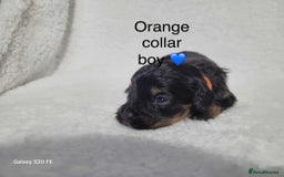 Cavapoo dogs for sale: Stunning litter of cavapoos - Image 32