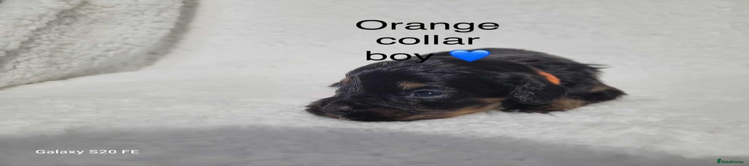 Cavapoo Puppy 2 Orange collar
