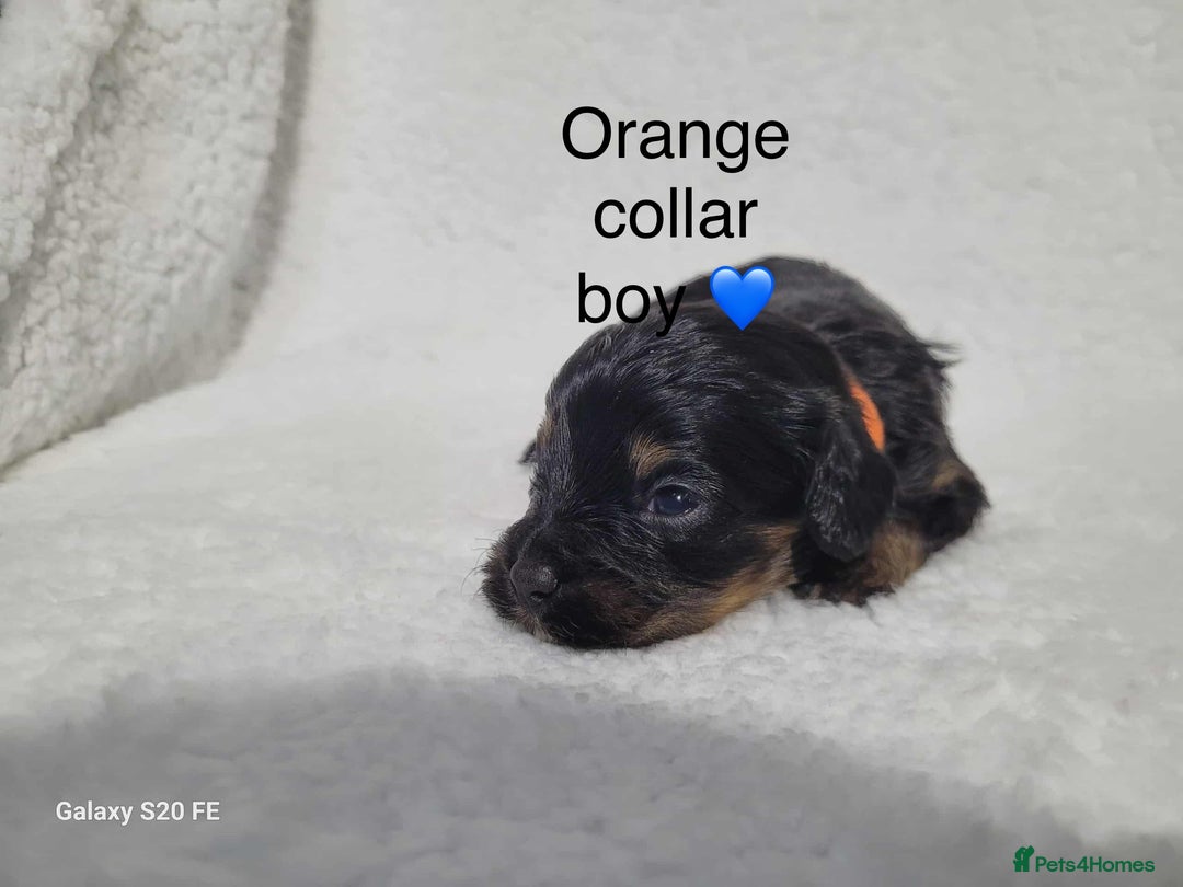 Cavapoo dogs for sale: Stunning litter of cavapoos - Image 32