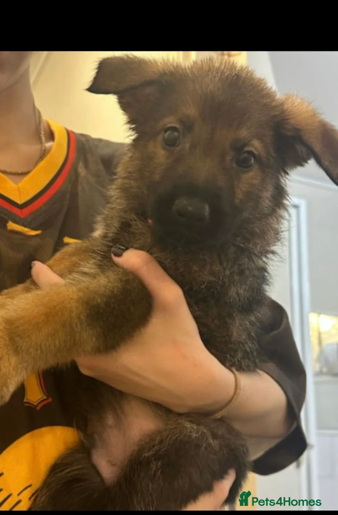 German Shepherd dogs for sale: 100% Healthy Pure Breed  German Shepherd Puppies  - Advert 15