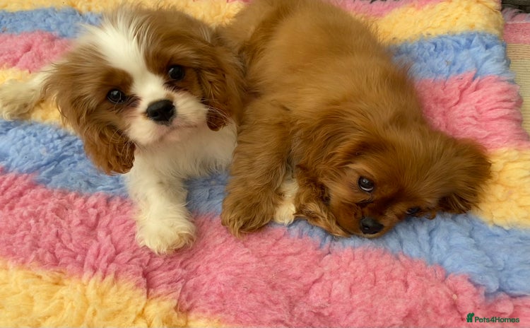 Cavalier King Charles Spaniel dogs in Wolverhampton - Advert 13