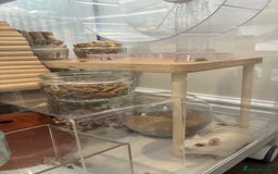 Gerbil rodents for sale: 2 female gerbils (including bucatstate cage etc) - Image 6
