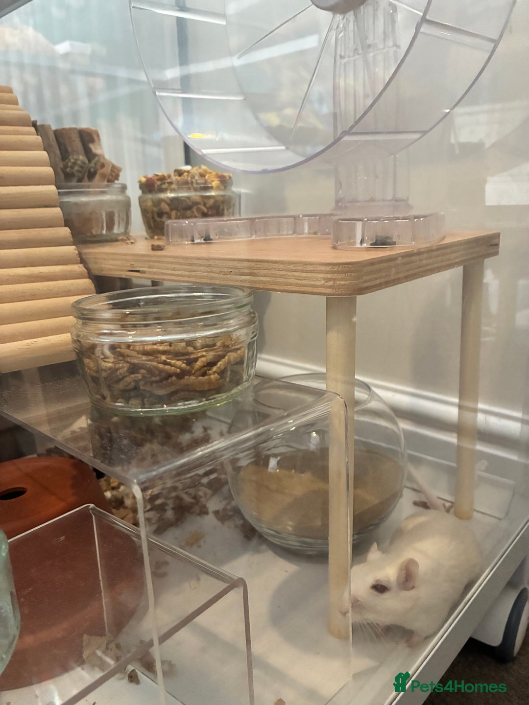 Gerbil rodents for sale: 2 female gerbils (including bucatstate cage etc) - Image 6