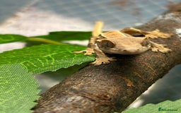 Gecko reptiles for sale: Crested geckos for sale🦎 - Image 2