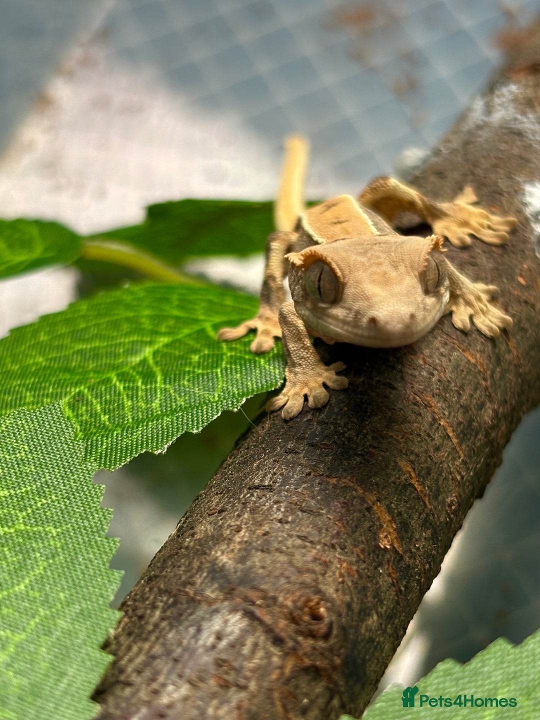 Gecko reptiles for sale: Crested geckos for sale🦎 - Image 2
