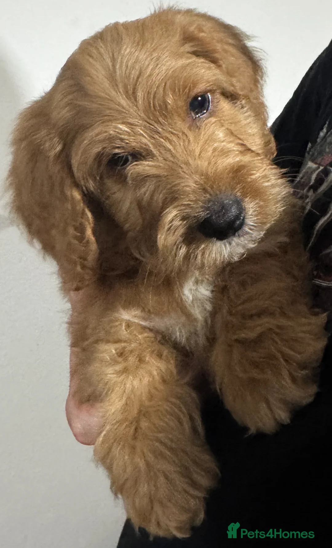 Australian Labradoodle dogs for sale: Multi-Gen Australian Labradoodle Puppies - Advert 11