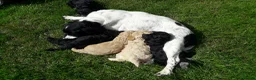 Cockapoo dogs for sale: Cockerpoo puppies. F1 5 boys 2 girls lemon /black  - Advert 31