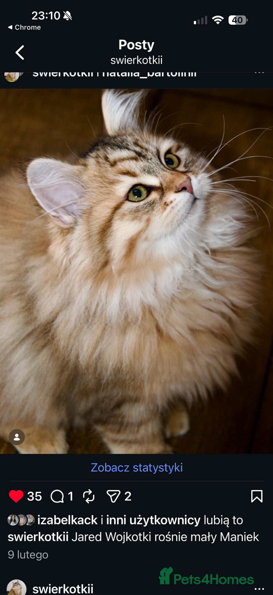 Siberian cats Fluffy Siberian Kittens Ready for loving homes🥰 - Advert 12