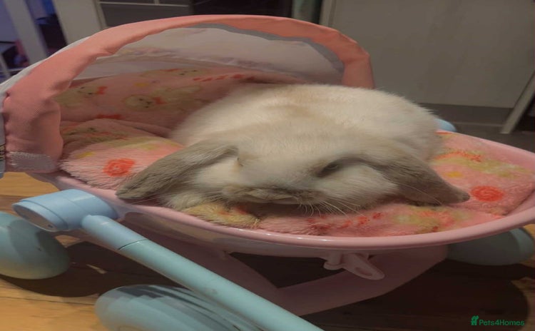 Mini Lop rabbits - Advert 10