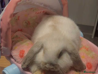 Mini Lop rabbits - Advert 10