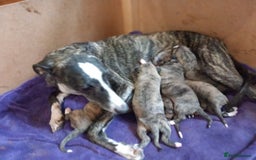 Whippet dogs for sale: Top Class Whippet Puppies bred from Champions - Image 9