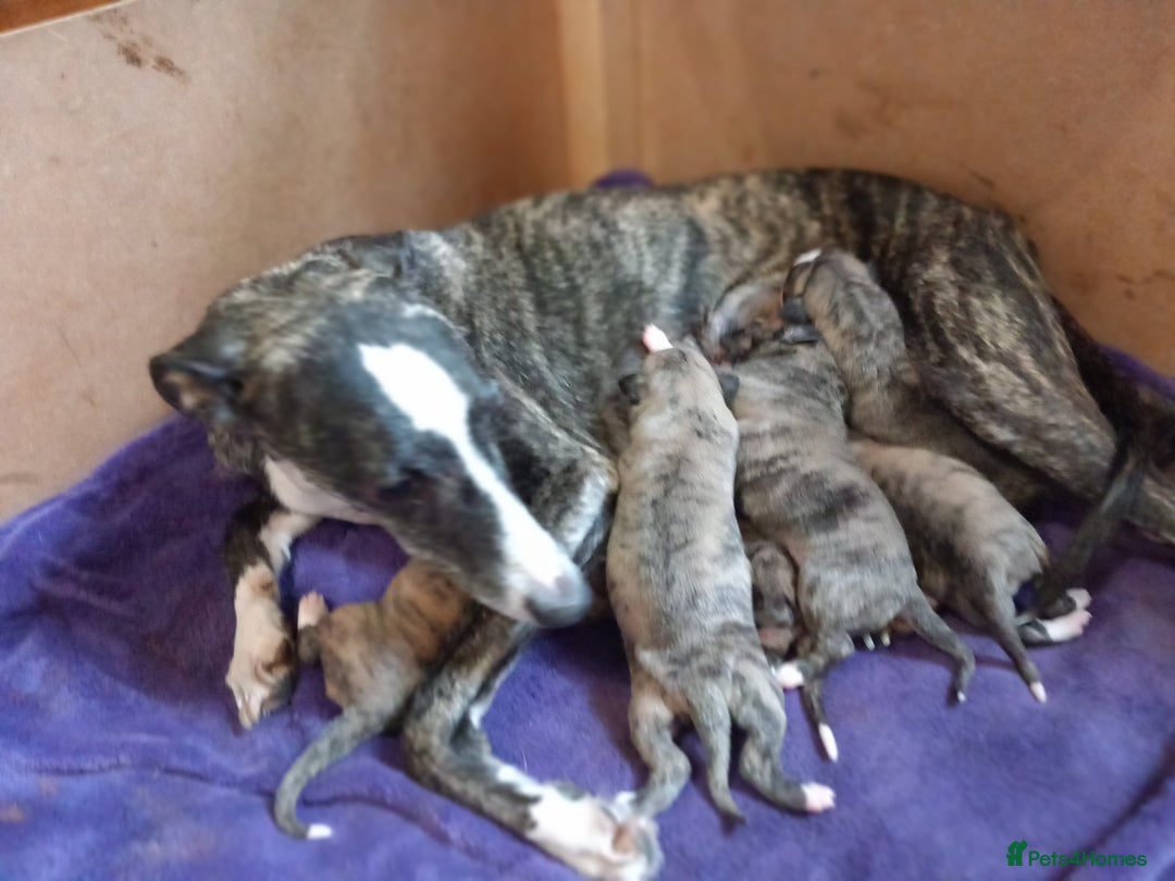 Whippet dogs for sale: Top Class Whippet Puppies bred from Champions - Image 9