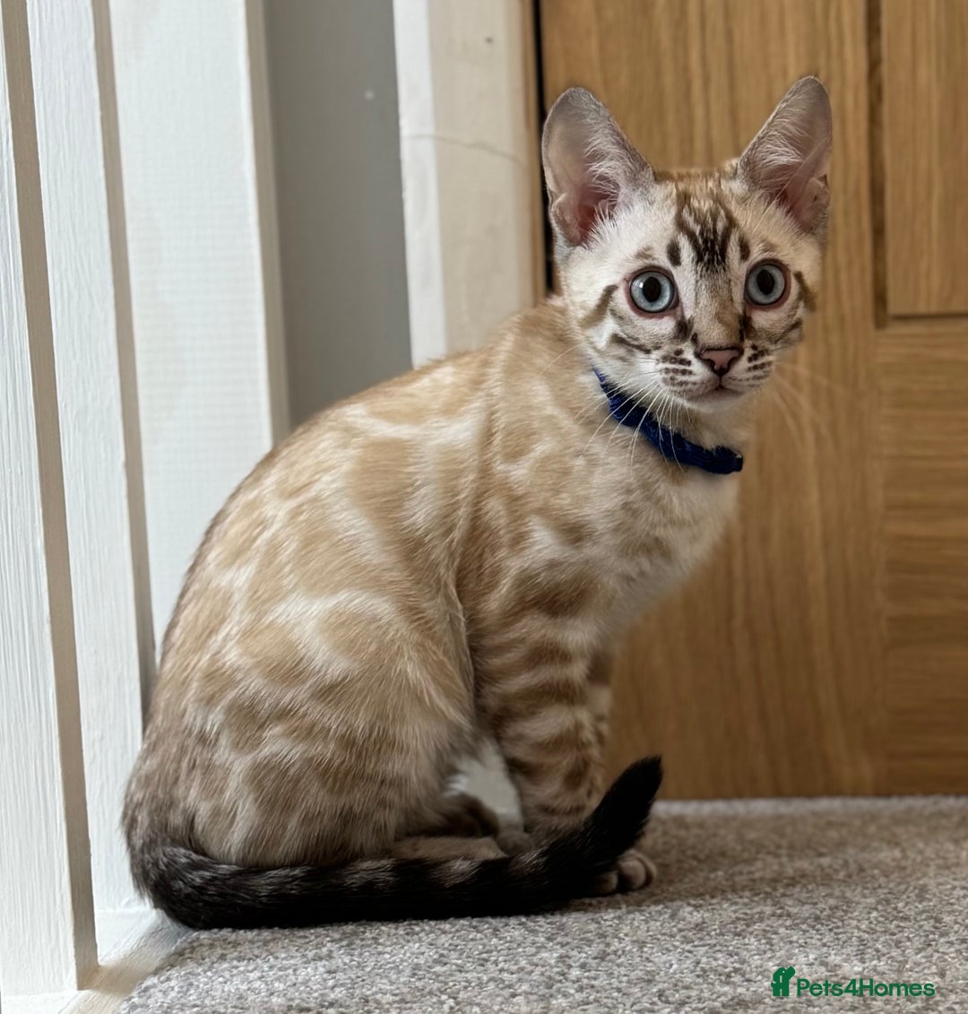 Bengal cats for sale: 💙Exceptional Lynx💙 Male Bengal TICA Reg - Image 9