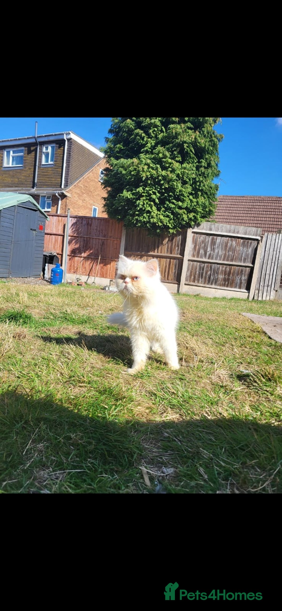 Persian cats for stud: Cat. Male Persian - Image 4
