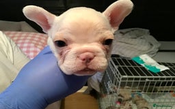 French Bulldog dogs for sale: French bulldog puppies  - Image 4