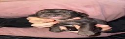 Mixed Breed dogs for sale: Catahoula x  - Advert 11